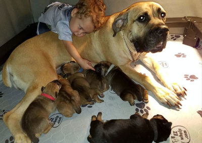 cara-nursing-puppies-2