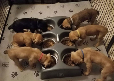 weaning-puppies